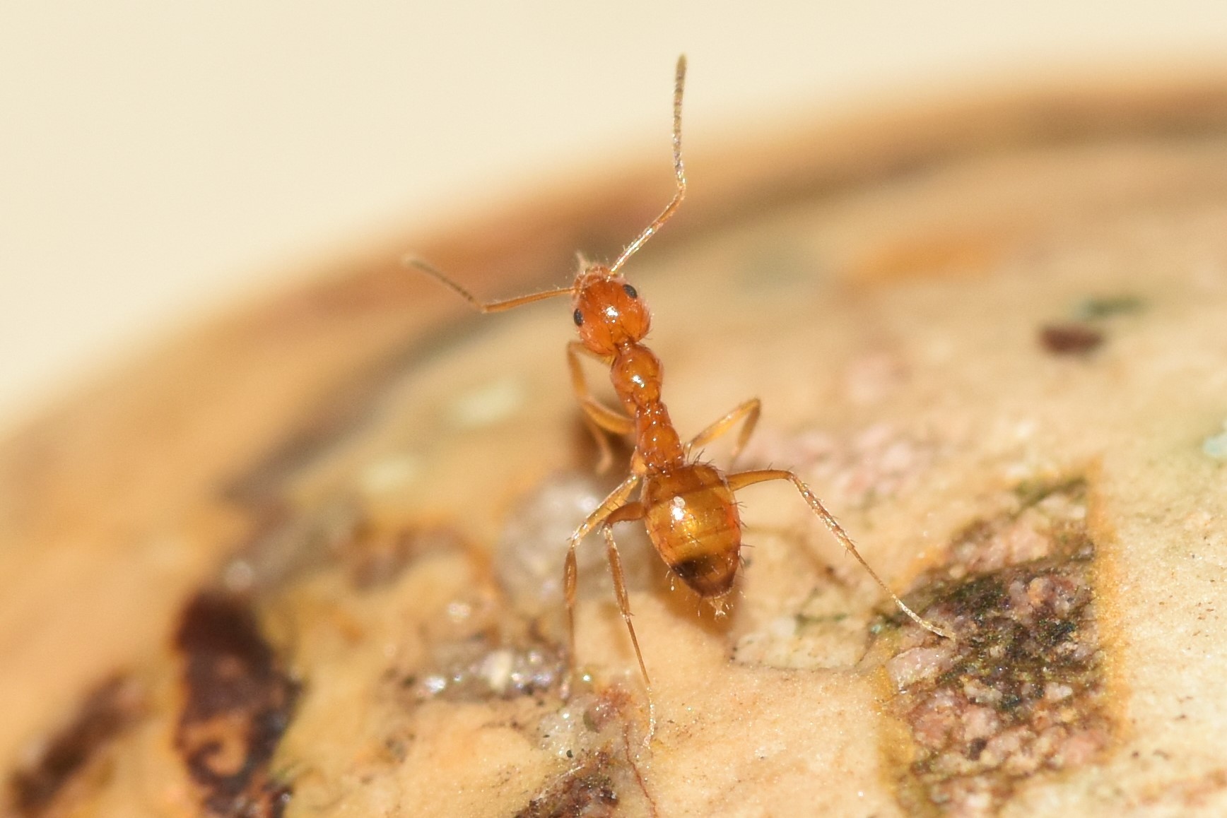 Nylanderia emmae