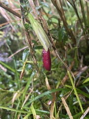 Tripterospermum lanceolatum