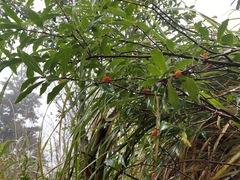 Daphne arisanensis