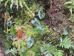 Asarum taipingshanianum