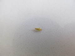 Cyrtotylus rubricatus