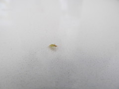 Cyrtotylus rubricatus