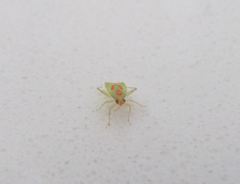 Cyrtotylus rubricatus