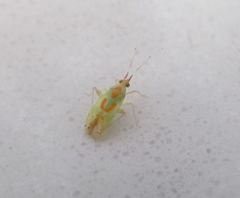 Cyrtotylus rubricatus