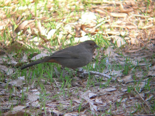 iNaturalist observation photo of California Towhee