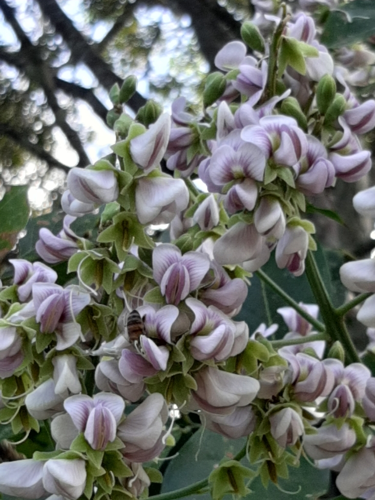 Ormosia macrocalyx
