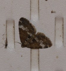 Perizoma alchemillata