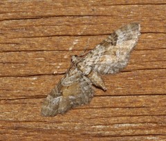 Eupithecia anticaria