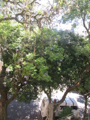 Jacaranda mimosifolia