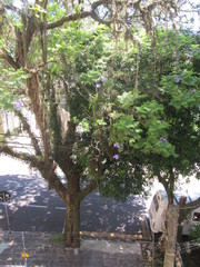 Jacaranda mimosifolia