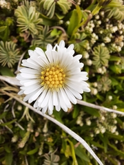 Symphyotrichum vahlii
