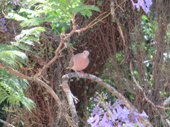 Zenaida auriculata