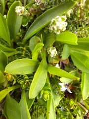 Symphyotrichum vahlii