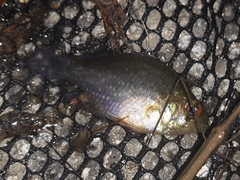 Enneacanthus gloriosus