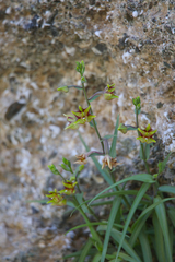 Epipactis veratrifolia