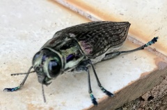 Psiloptera nattereri