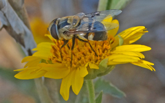 Copestylum apiciferum
