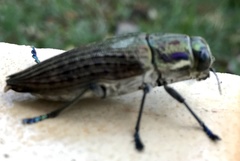 Psiloptera nattereri