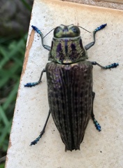 Psiloptera nattereri