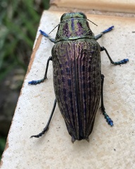 Psiloptera nattereri