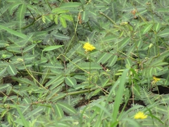 Neptunia oleracea