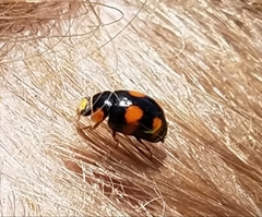 Brachiacantha blaisdelli