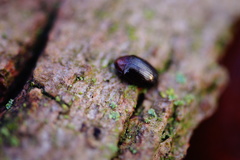 Scaphidema metallicum