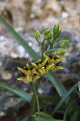 Epipactis veratrifolia