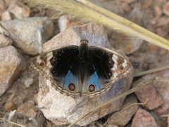 Junonia orithya ocyale
