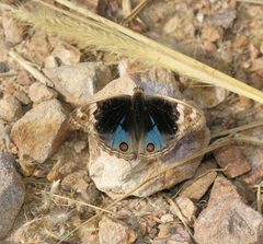 Junonia orithya ocyale