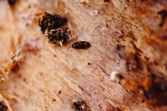 Litargus connexus