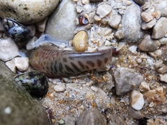 Lepadogaster lepadogaster