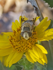 Copestylum apiciferum