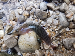 Lepadogaster lepadogaster