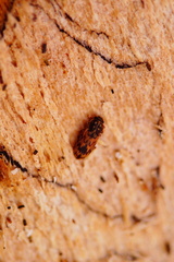 Synchita undata