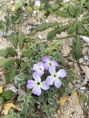 Matthiola tricuspidata