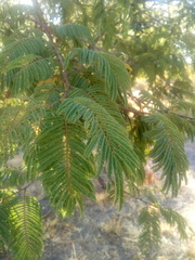 Vachellia pennatula