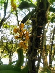 Trichocentrum pumilum