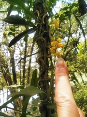 Trichocentrum pumilum