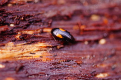 Tachinus subterraneus