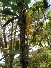 Trichocentrum pumilum