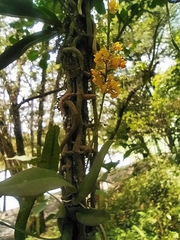 Trichocentrum pumilum