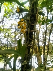 Trichocentrum pumilum