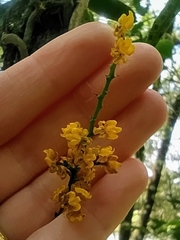 Trichocentrum pumilum
