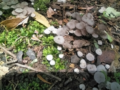 Agaricales
