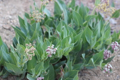 Asclepias vestita