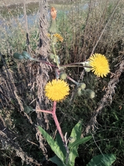 Sonchus wightianus