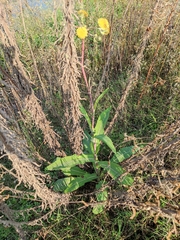 Sonchus wightianus