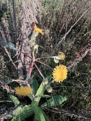 Sonchus wightianus