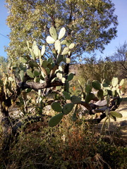 Opuntia